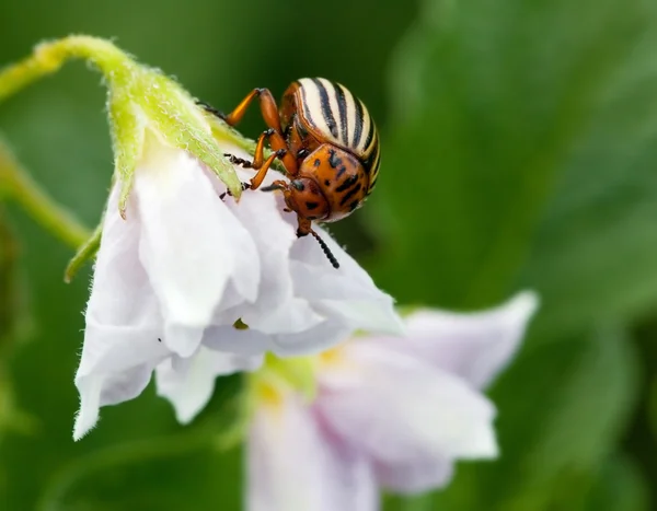 Colorado böceği — Stok fotoğraf