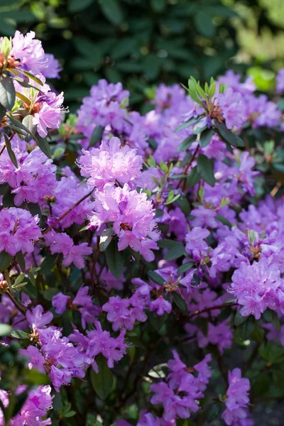 stock image Rhododendron