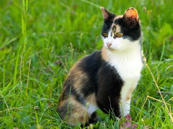 Cat in grass — Stock Photo, Image