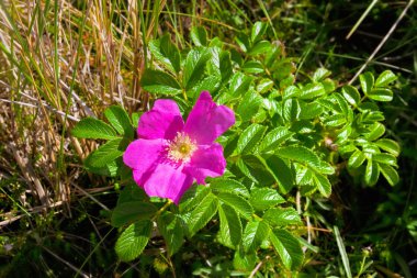 Rosa Rugosa