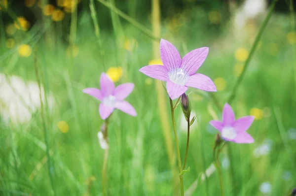 Purple summer flowers — Stock Photo, Image