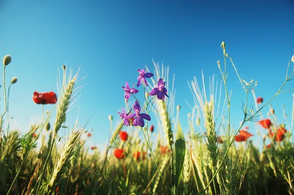 夏の野の花 — ストック写真