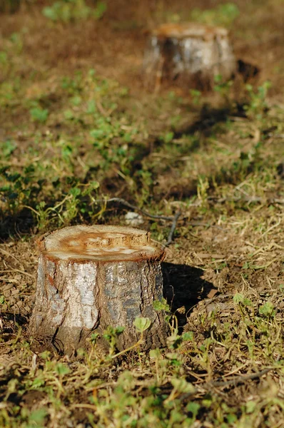 Pień drzewa — Zdjęcie stockowe