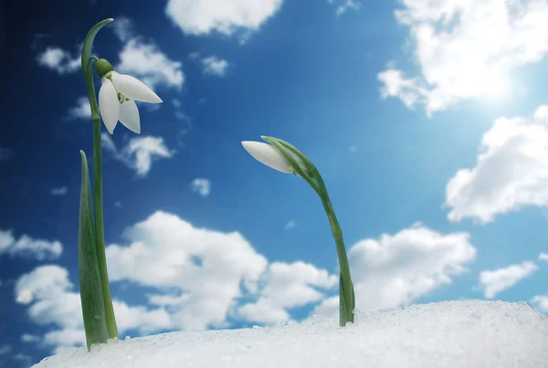 Symbol of spring — Stock Photo, Image