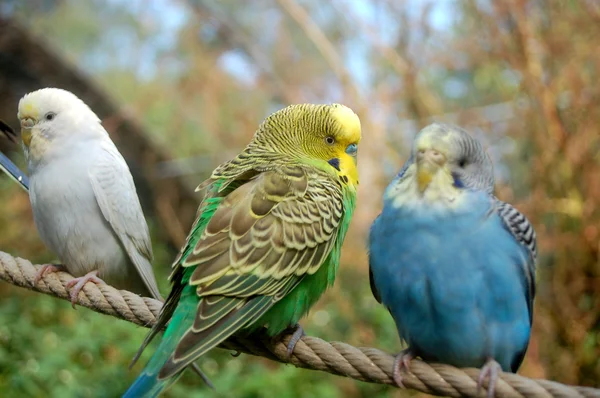 stock image Exotic birds