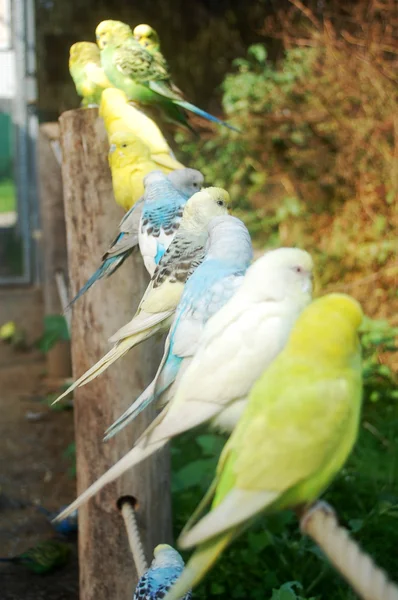 stock image Exotic birds