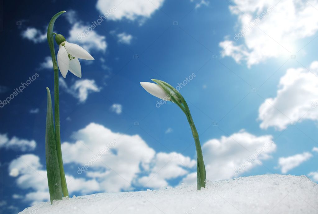 Symbol of spring
