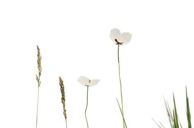 White poppies clipart