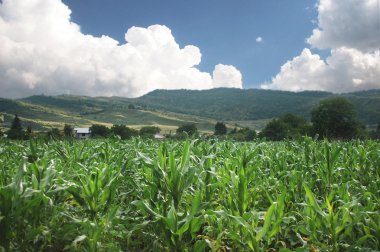 Organic corn field clipart