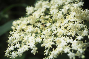 Elderberry flowers clipart