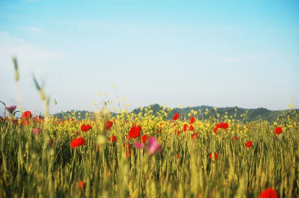 夏の野の花の草原 — ストック写真
