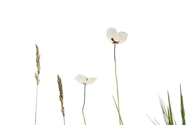 White poppies — ストック写真