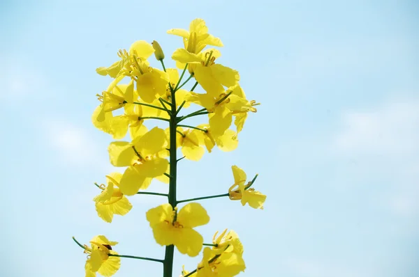 Цветок канолы — стоковое фото