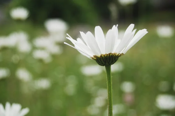 Marguerite fleur — Photo