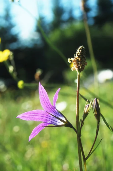 Flor de campana púrpura — Foto de Stock