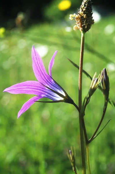 Paarse bell bloem — Stockfoto