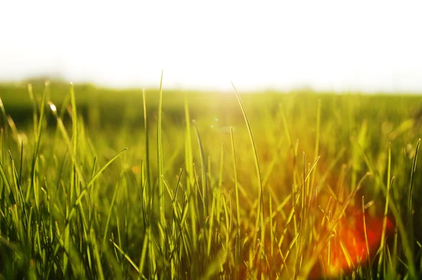 Springtime meadow — Stock Photo, Image