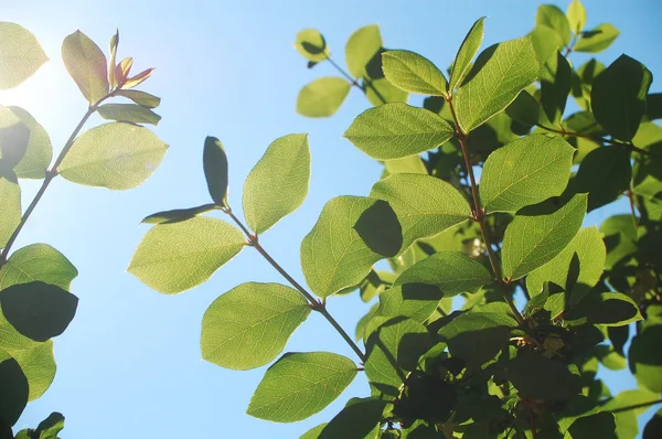햇빛에 잎 — 스톡 사진