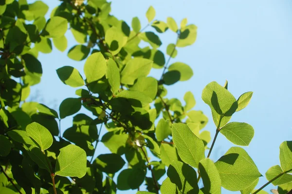 Листья в солнечном свете — стоковое фото