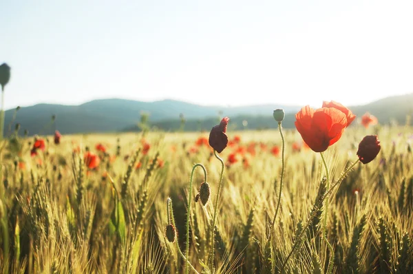 赤いケシ草原 — ストック写真
