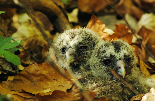 Stock image Owl babies