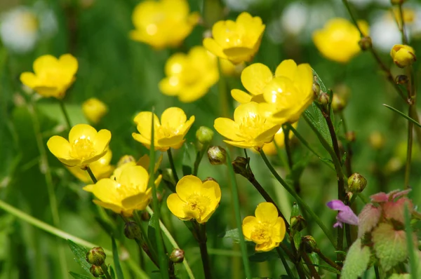 Sarı Yaz çiçekleri — Stok fotoğraf