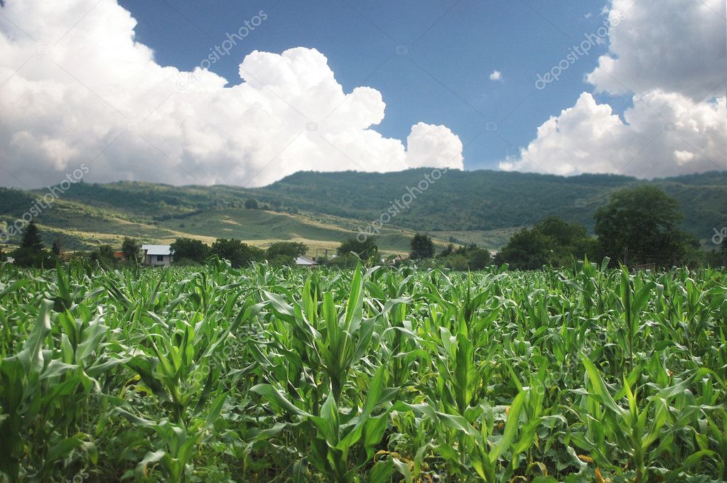 Organic corn field