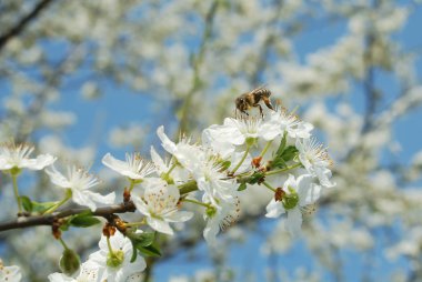 Bal arısı bahar içinde