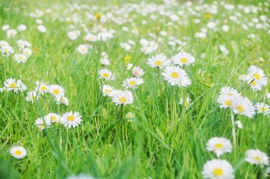 Daisy meadow clipart