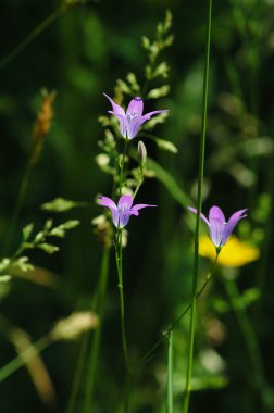 Bellflower çayır