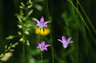 Bellflower çayır