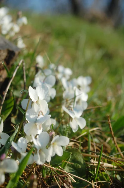 Dziki wiosennych kwiatów — Zdjęcie stockowe