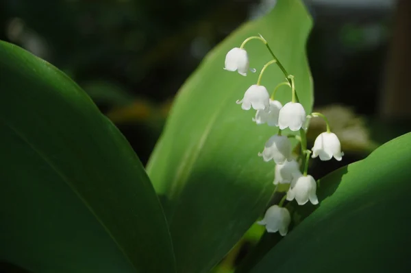 Lilly of the Valley — Stock Photo, Image
