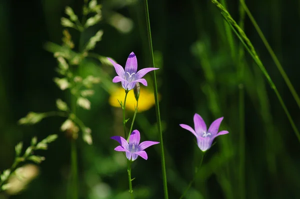 Bellflower meadow — Stock Photo, Image