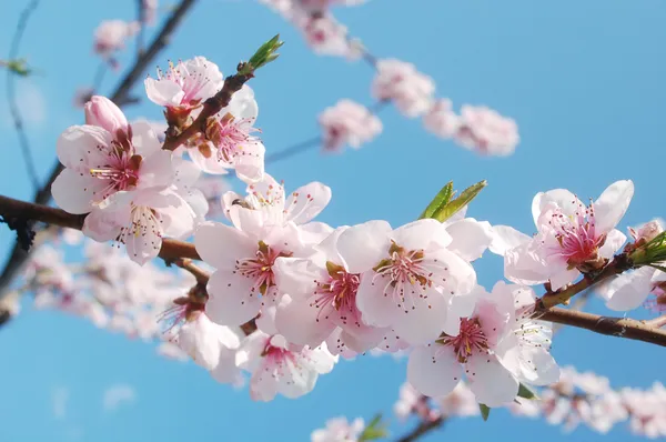 Floración de primavera Imágenes de stock libres de derechos