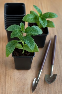 Young Heliotrope plants in plastic pots clipart