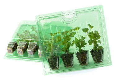 Young plants in packs for mail order clipart