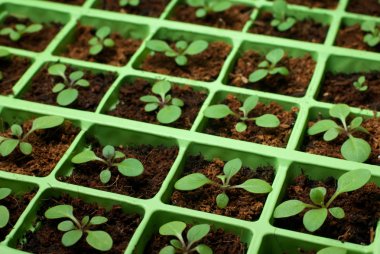 Petunia seedlings in the cell tray (soft focus, copy space) clipart