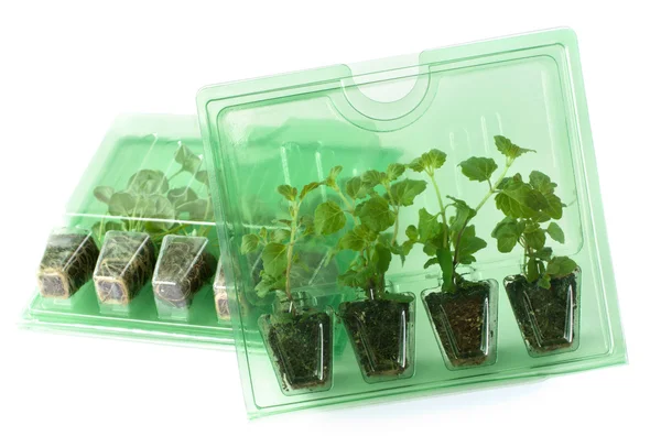 Young plants in packs for mail order Royalty Free Stock Photos