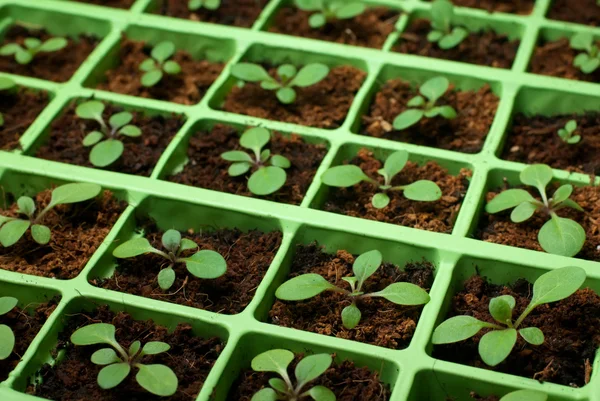 Petunia plantor i cellen facket (mjukt fokus, kopia utrymme) Royaltyfria Stockbilder