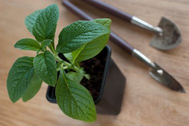 Young Heliotrope plant in plastic pot clipart