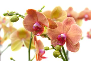 Coral Phalaenopsis orchid on white (soft focus) clipart