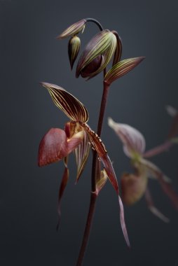 Paphiopedilum orchid (selective focus) clipart