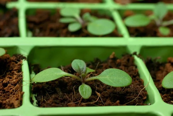 Petunia seedlings in the cell tray (shallow depth of field) — Stock Photo, Image