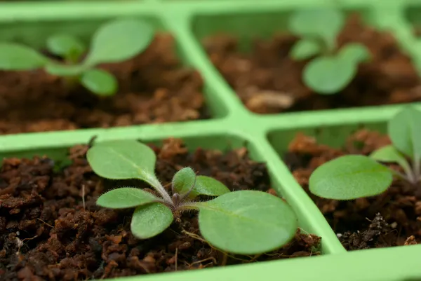 Petunia seedlings in the cell tray (shallow depth of field, copy — Stock Photo, Image