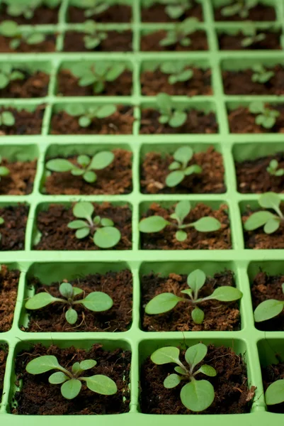 Petunia seedlings in the cell tray (copy space) — Stock Photo, Image