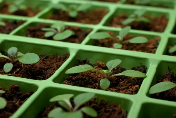 Petunia seedlings in the cell tray (macro) — Stock Photo, Image