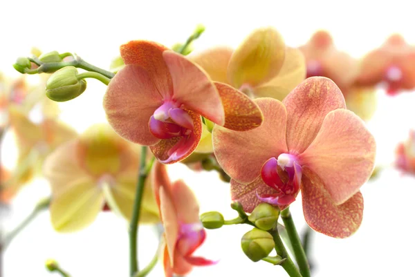 Coral Phalaenopsis orchid on white (soft focus) — Stock Photo, Image