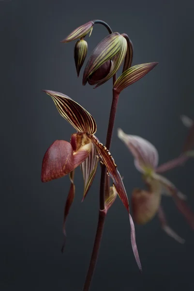 Paphiopedilum orchid (selective focus) — Stock Photo, Image