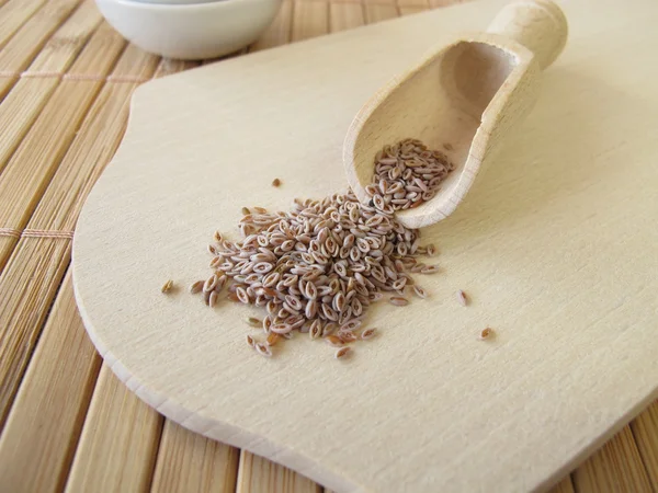 Sementi di grano indiano del deserto, Plantaginis ovatae semen — Foto Stock